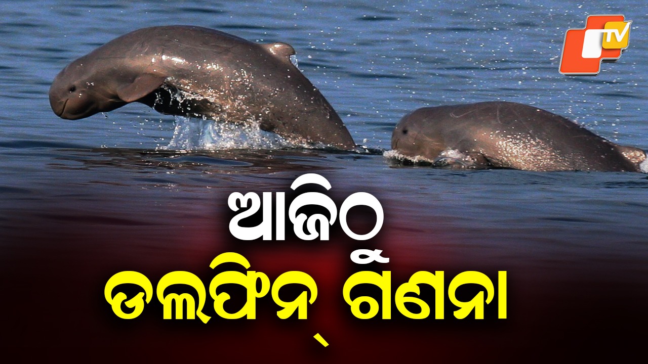 Dolphin Census Begins: ଚାଲିକାରେ ଚାଲିବନି ବୋଟ୍, ଡଲଫିନ୍ ଧରିବ ଜିପିଏସ୍ ମେସିନ୍