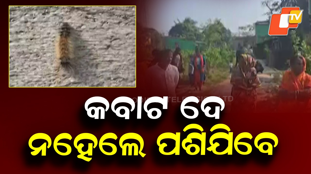 'Sambalua' Terror in Anandapur: ଘର ଦ୍ବାର ବାଡି ସବୁଠି ସାଲୁବାଲୁ ସମ୍ବାଳୁଆ, ଲୋକେ କଲବଲ