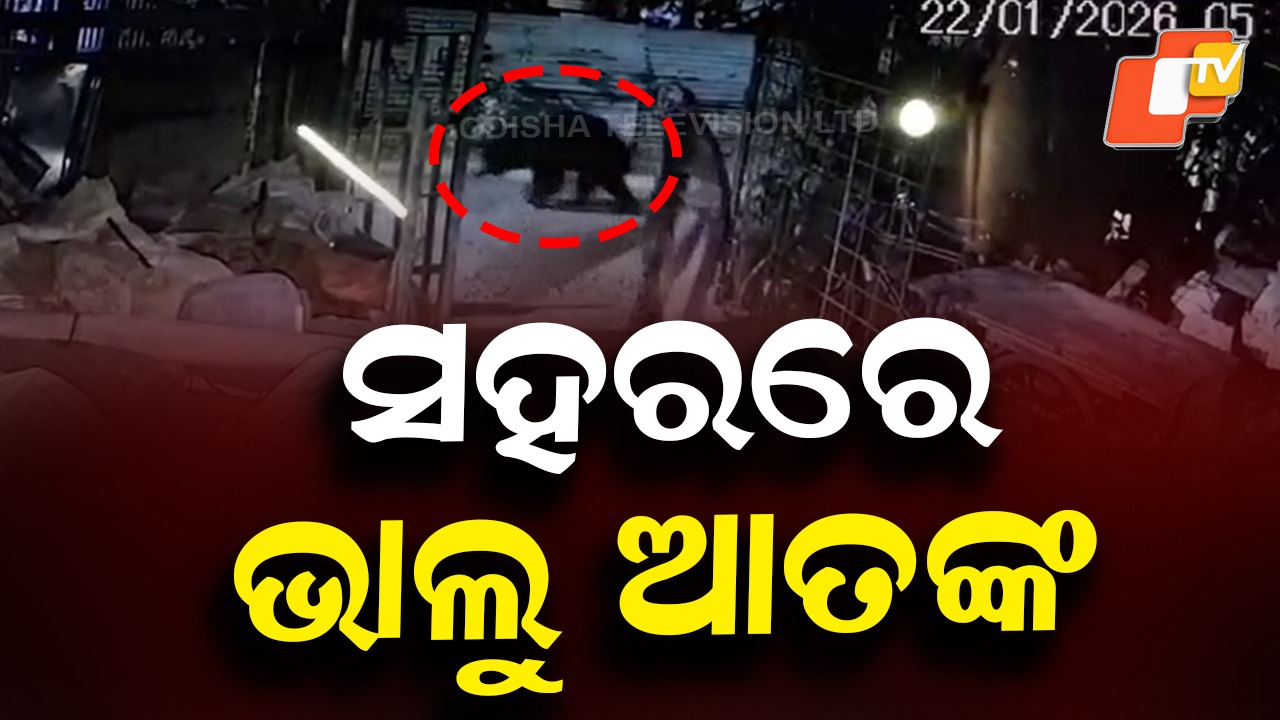Nilgiri on Edge After Bear Attack: ନୀଳଗିରି ସହରରେ ଭାଲୁ ଆତଙ୍କ, ଆକ୍ରମଣରେ ୩ ଗୁରୁତର ହୋଇ ଡାକ୍ତରଖାନାରେ ଭର୍ତ୍ତି