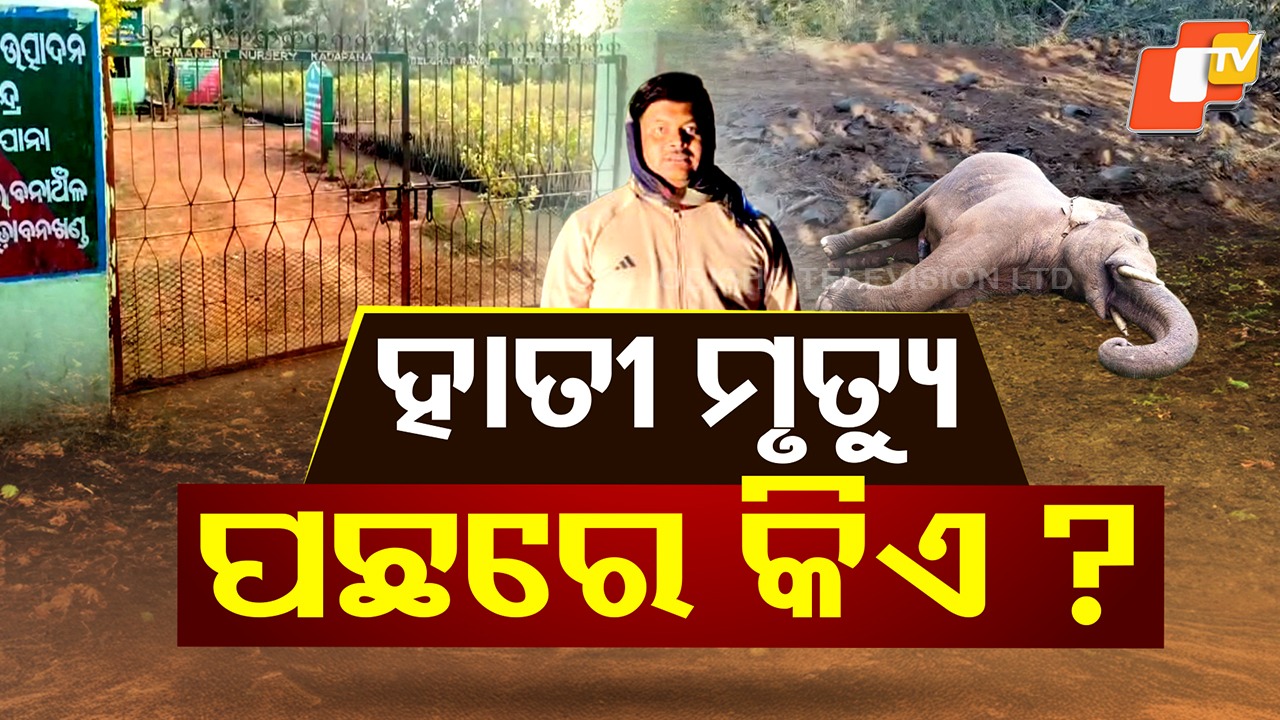 Dead Elephant Mystery Unravels: ହାତୀ ମୃତ୍ୟୁ; କନ୍ଧମାଳରୁ କଳାହାଣ୍ଡି... ବଢୁଛି ସସପେନ୍ସ