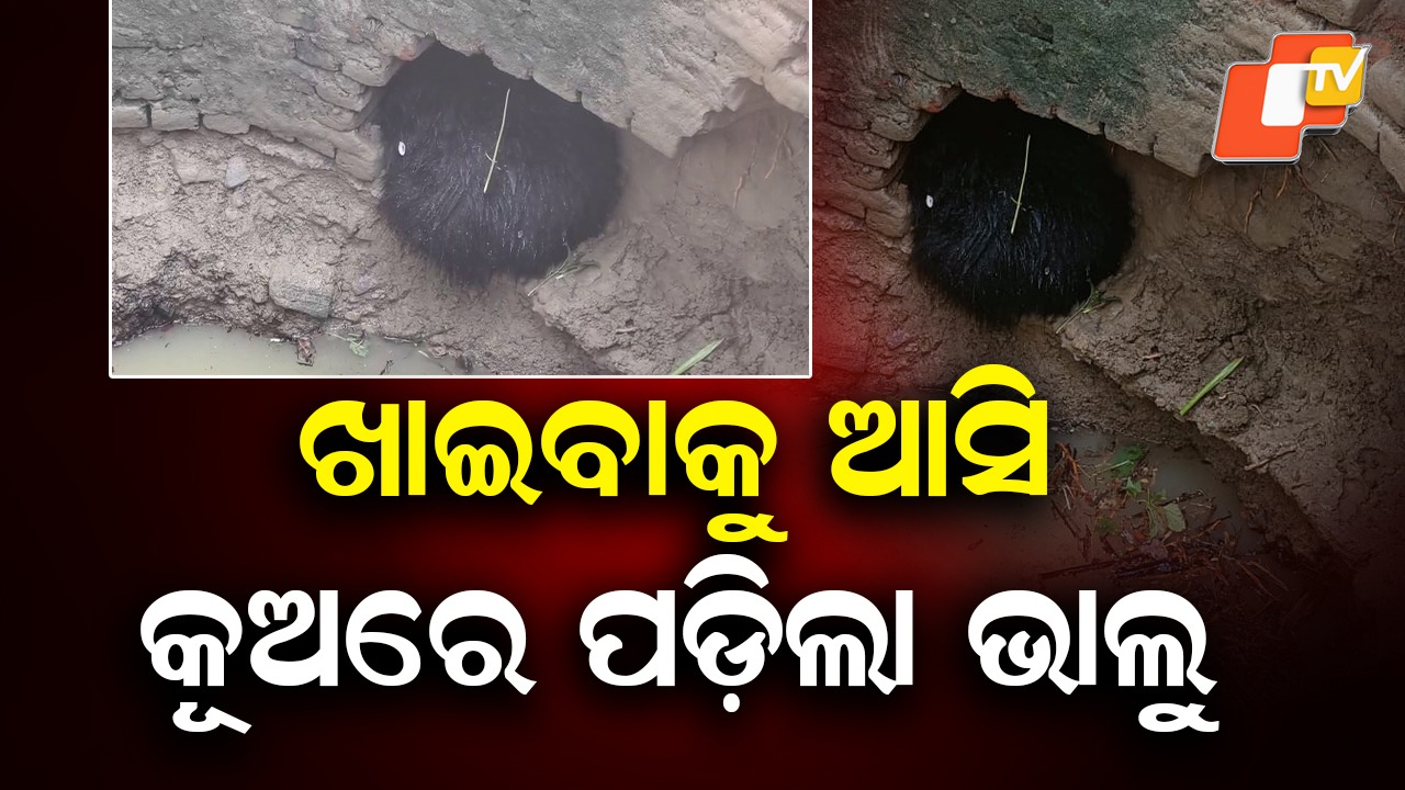Foraging Mishap: ଖାଦ୍ୟ ଅନ୍ୱେଷଣରେ ବୁଲୁ ବୁଲୁ ରାତିରେ କୂଅରେ ପଡିଗଲା ଭାଲୁ