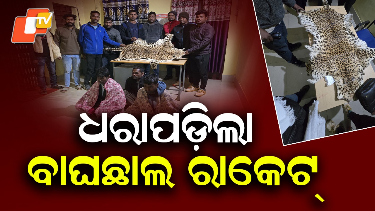 Wildlife Trafficking Racket Busted: ବାଘଛାଲ ବିକ୍ରି ସମୟରେ ମାଡିବସିଲା ବନବିଭାଗ ଟିମ୍, ୩ ଜଣଙ୍କୁ ଧରିଲା