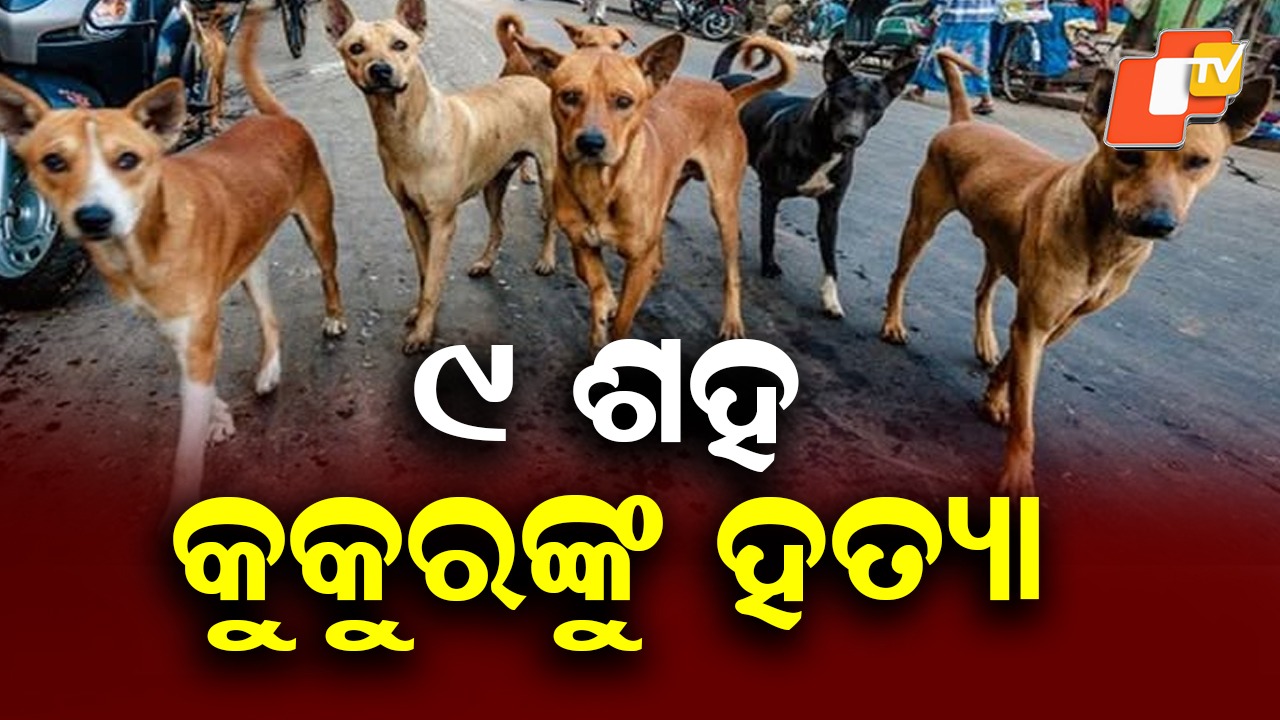 Election Promise Angle Emerges: ନିର୍ବାଚନୀ ପ୍ରତିଶ୍ରୁତି ପାଳନ ପାଇଁ ବର୍ବର କାଣ୍ଡ, ବିଷ ଇଞ୍ଜେକ୍ସନ ଦେଇ ମାରିଦେଲେ