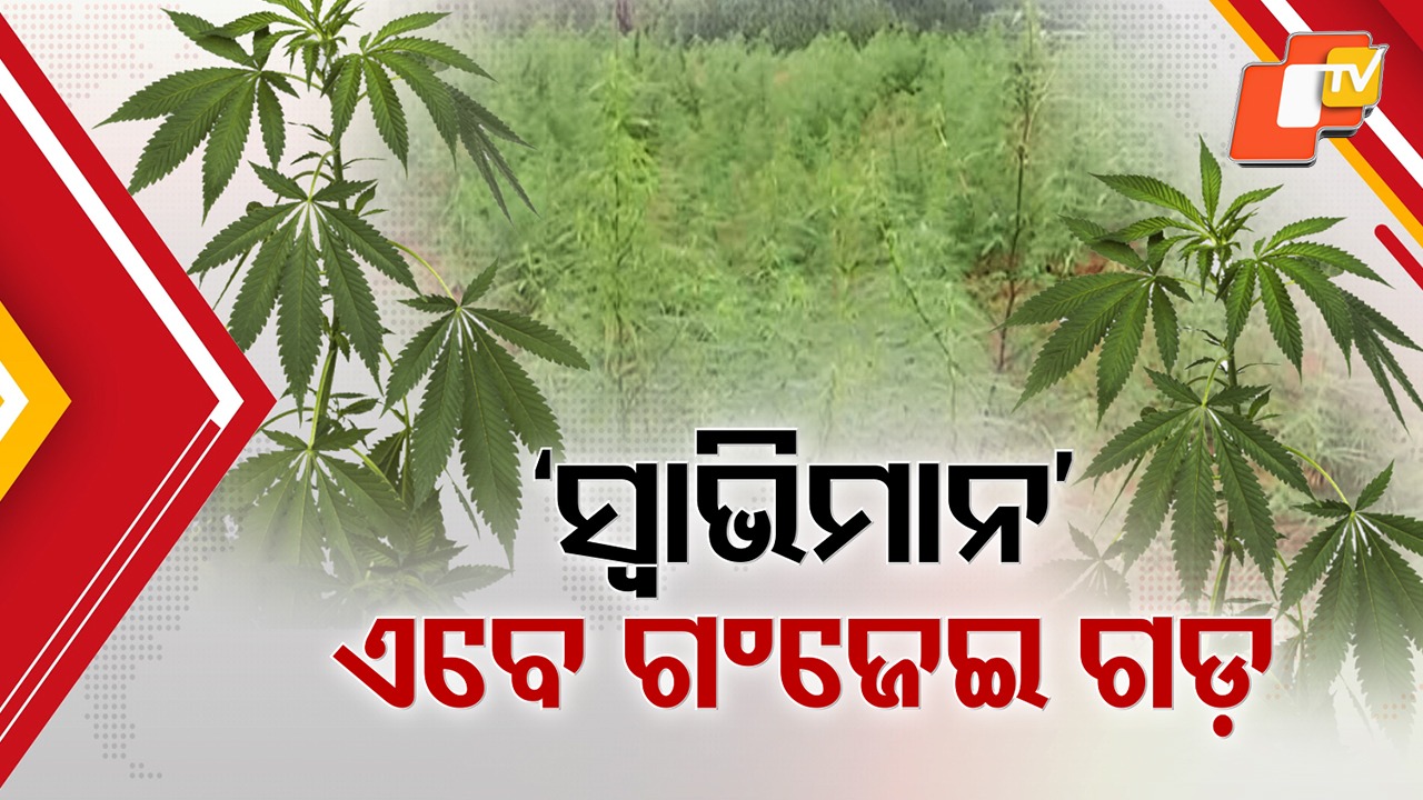 From Red Corridor to Green Poison: ସ୍ୱାଭିମାନ ଅଞ୍ଚଳରେ ଚାଲିଛି ସବୁଜ ନିଶା ଚାଷ; ଦିନେ ଥିଲା ଲାଲ ଗଡ଼