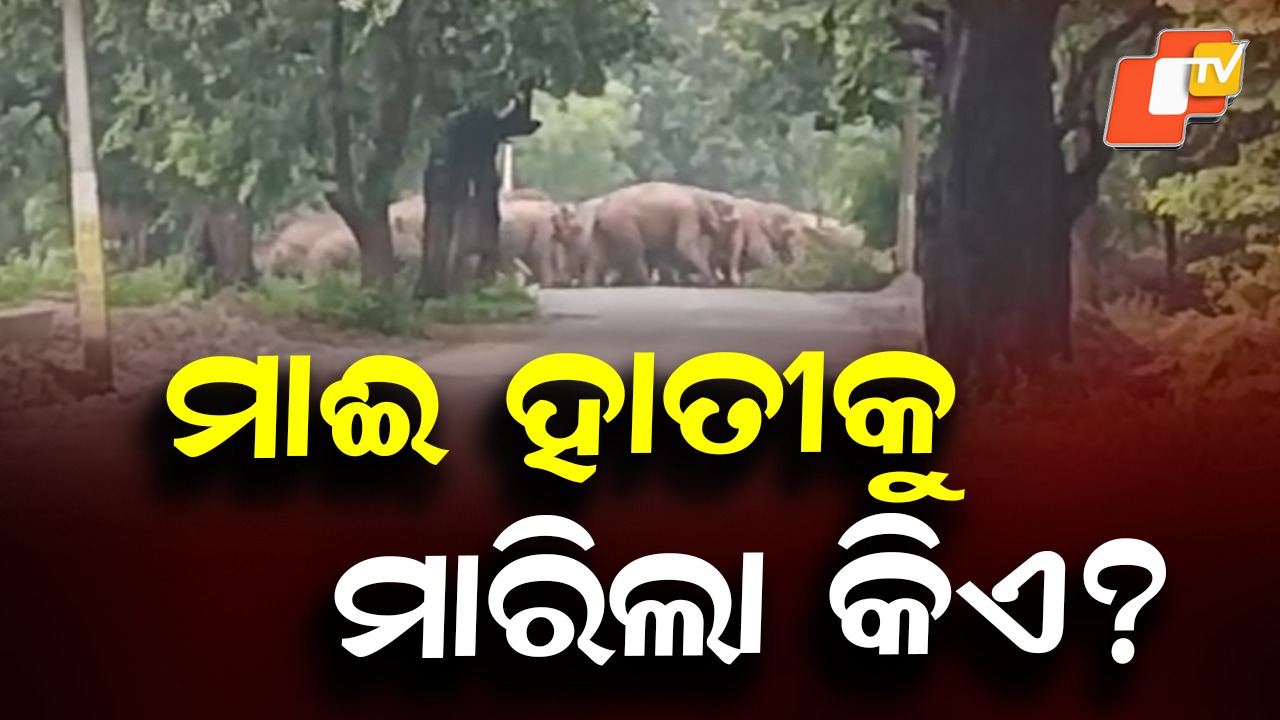 Female Elephant Found Dead: ଜଙ୍ଗଲ ଭିତରେ ପଡ଼ିଛି ମାଈ ହାତୀର ମୃତଦେହ, କାରଣ ଖୋଜୁଛି ବନ ବିଭାଗ