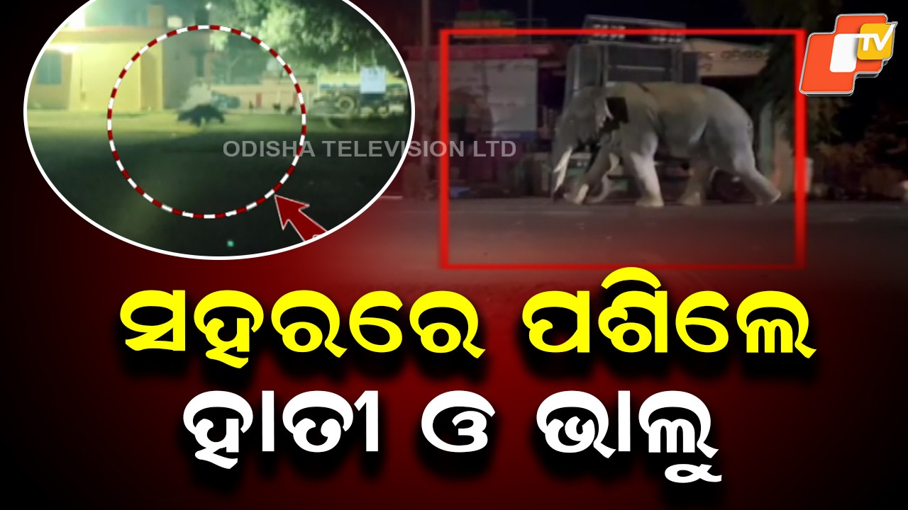 Elephant and Bear Enter City: ସହର ଭିତରେ ବୁଲୁଛନ୍ତି ହାତୀ-ଭାଲୁ, ଭୟରେ ସ୍ଥାନୀୟ ଲୋକେ