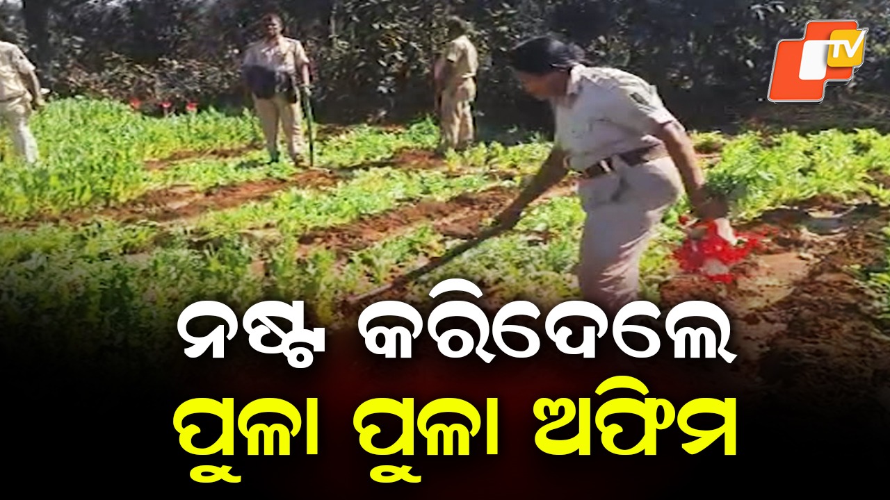Massive Opium Plantation Unearthed: ବିପୁଳ ପରିମାଣର ଅଫିମ ଗଛ ନଷ୍ଟ, ୫ ଏକର ଜଙ୍ଗଲ ଜମିରେ କରାଯାଇଥିଲା ଅଫିମ ଚାଷ