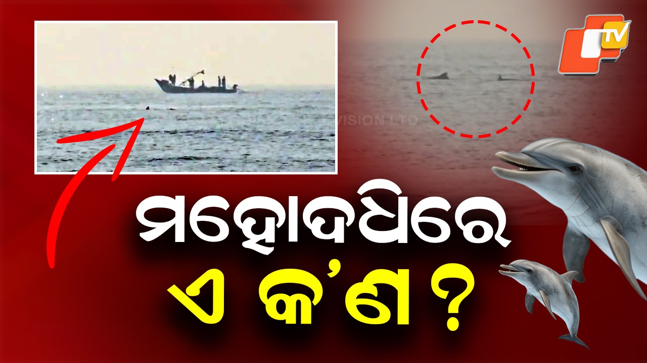 Pods of Dolphins Spotted Off Puri Coast: ପୁରୀରେ ଚିଲିକା ଭ୍ରମ; କାଲି ଜୀବନ୍ତ ଶାମୁକା, ଆଜି ଡଲଫିନ୍