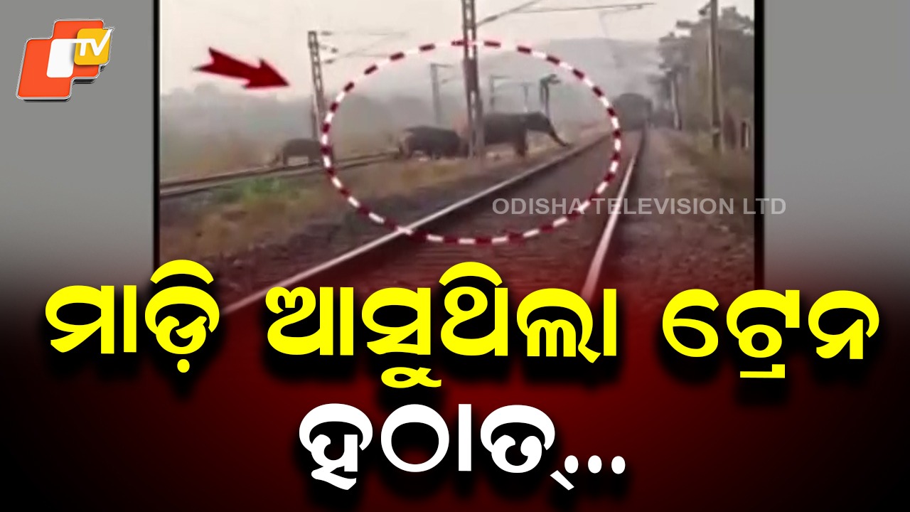 Freight Train Halted: ଟ୍ରେନ୍ ଅଟକିଲା, ରେଳଧାରଣା ପାରି ହେଲେ ହାତୀ