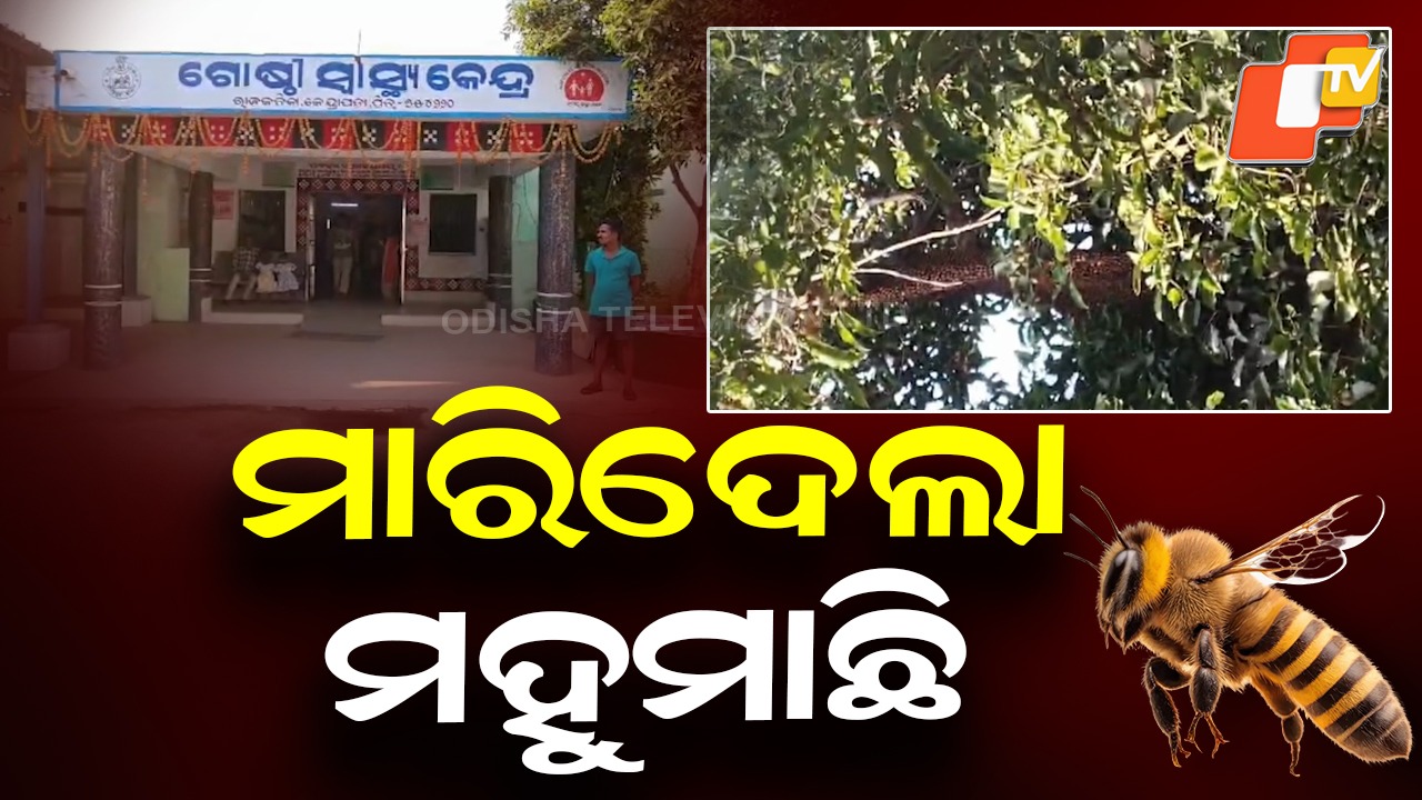 Bee Attack: ଗାଁରେ ମହୁମାଛି ଆତଙ୍କ; ବୃଦ୍ଧଙ୍କ ମୃତ୍ୟୁ, ୫ ଜଣ ଆହତ