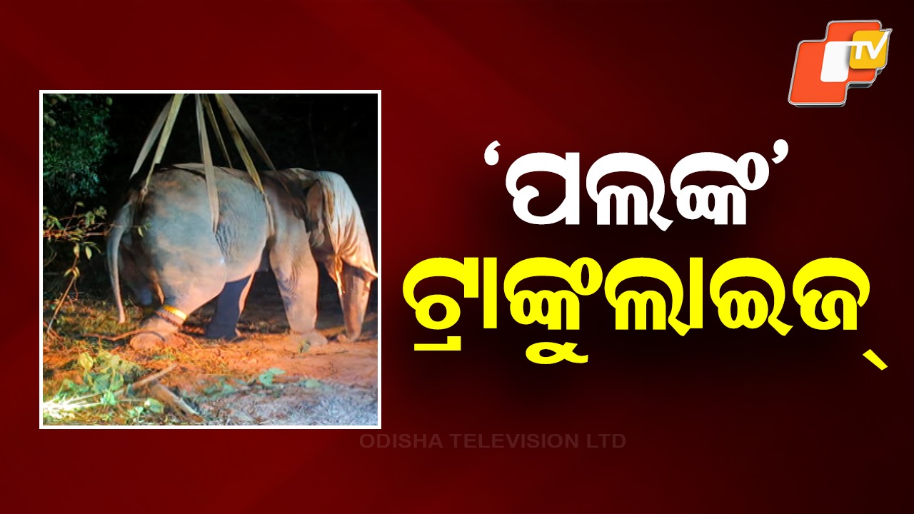 After Creating Panic: ଟ୍ରାଙ୍କୁଲାଇଜ୍ ହେଲା ଆତଙ୍କ ସୃଷ୍ଟି କରିଥିବା ହାତୀ 'ପଲଙ୍କ', ଦେହରେ ବନ୍ଧାଗଲା ରେଡିଓ କଲାର