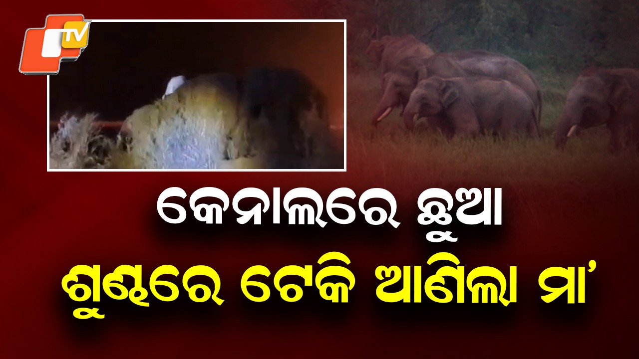 Heartwarming Wildlife Scene: ହୃଦୟସ୍ପର୍ଶୀ ଦୃଶ୍ୟ; କେନାଲ୍‌ରେ ପଡ଼ିଗଲା ଛୁଆ –ଶୁଣ୍ଢରେ ଟେକି ବାହାର କଲା ମା’