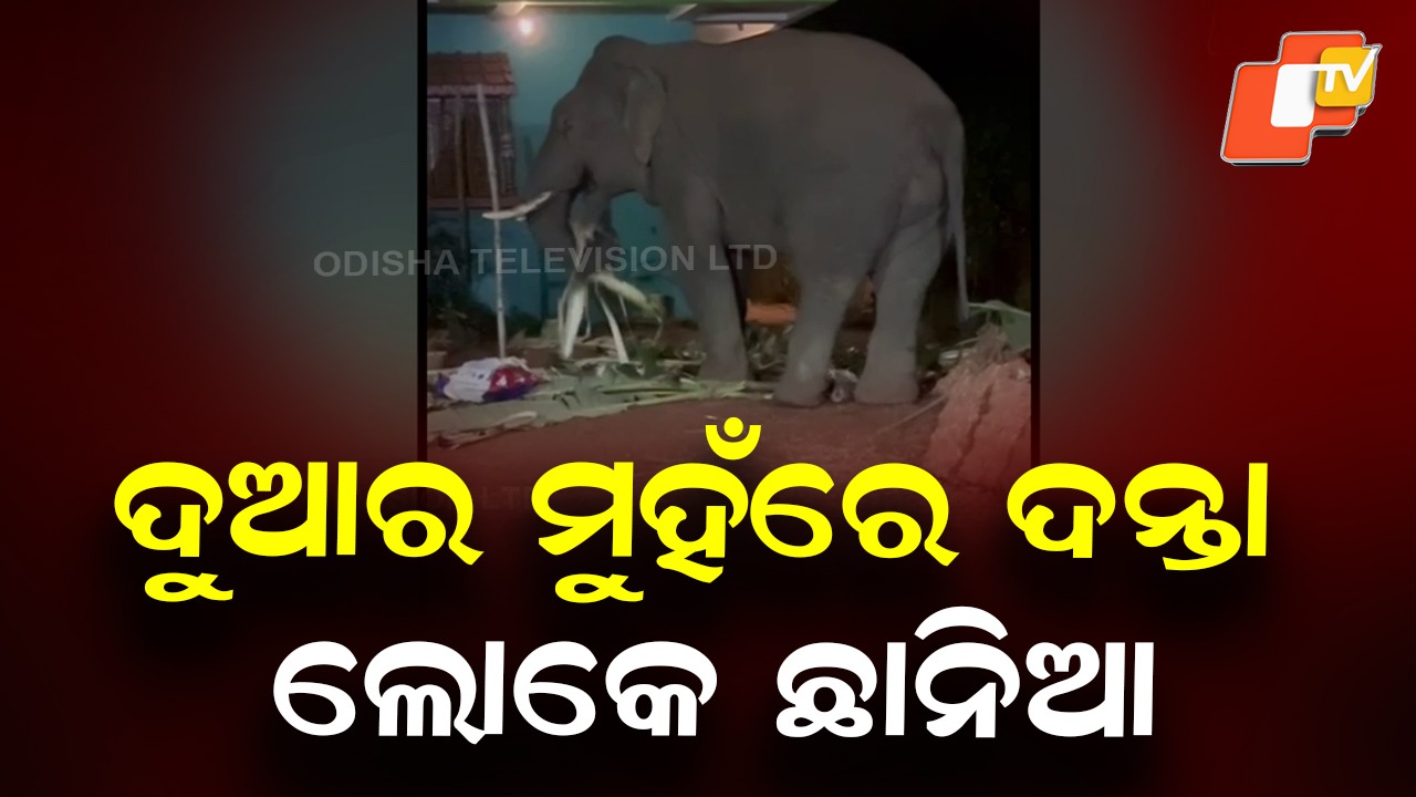 Wild Tusker Roams: ସହରରେ ବୁଲୁଛି ଦନ୍ତା ହାତୀ, ଭୟରେ ଘରୁ ବାହାରୁ ନାହାନ୍ତି ଲୋକେ
