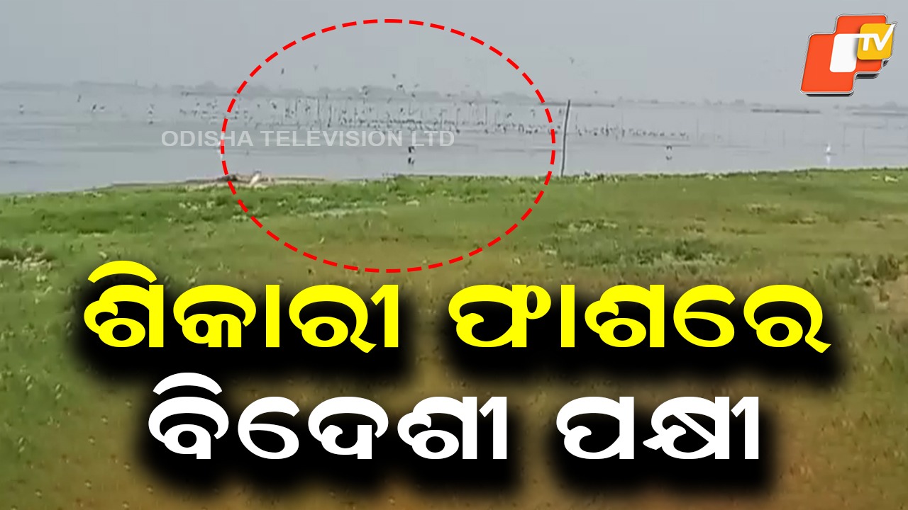 Poachers Target Migratory Birds: ମାତିଛନ୍ତି ଶିକାରୀ, ଛଟପଟ ହୋଇ ଯାଉଛି ପକ୍ଷୀଙ୍କ ଜୀବନ
