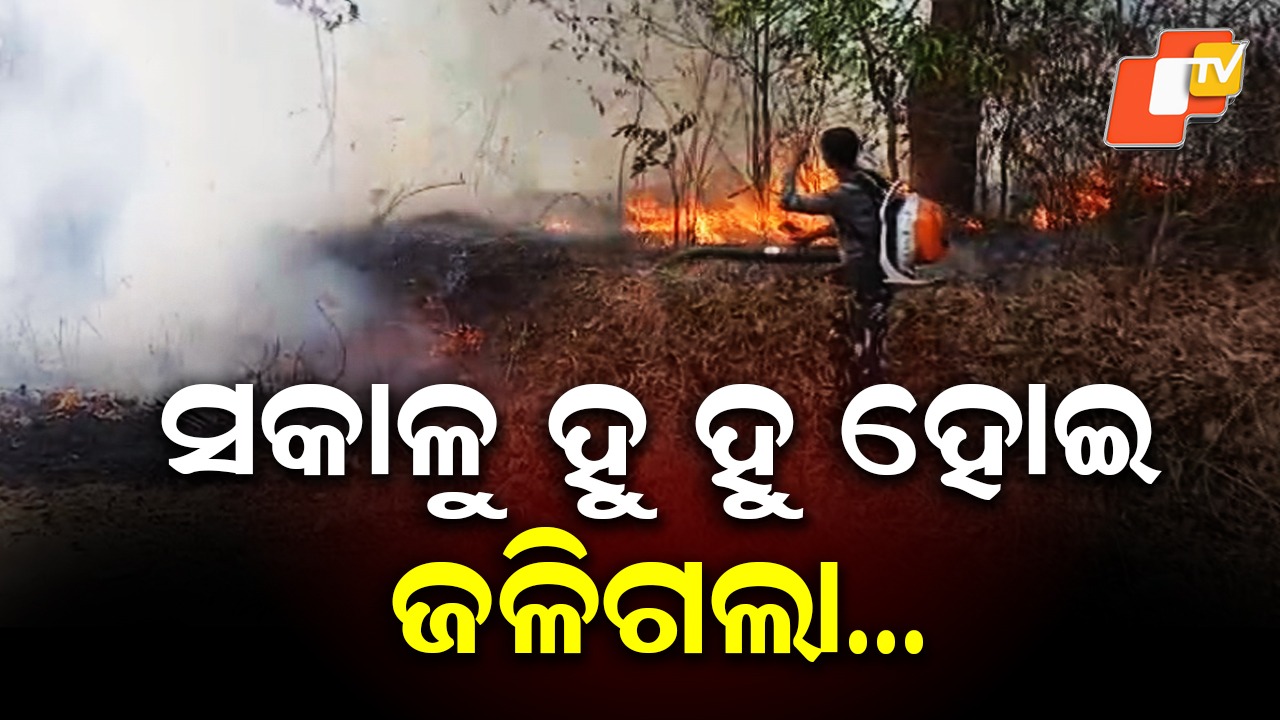 Wildfire Rages Uncontrollably: ହୁ ହୁ ହୋଇ ଜଳୁଛି ଜଙ୍ଗଲ, କେହି ଦୁର୍ବୃତ୍ତ ଜଙ୍ଗଲରେ ନିଆଁ ଲଗାଇଥିବା ସନ୍ଦେହ