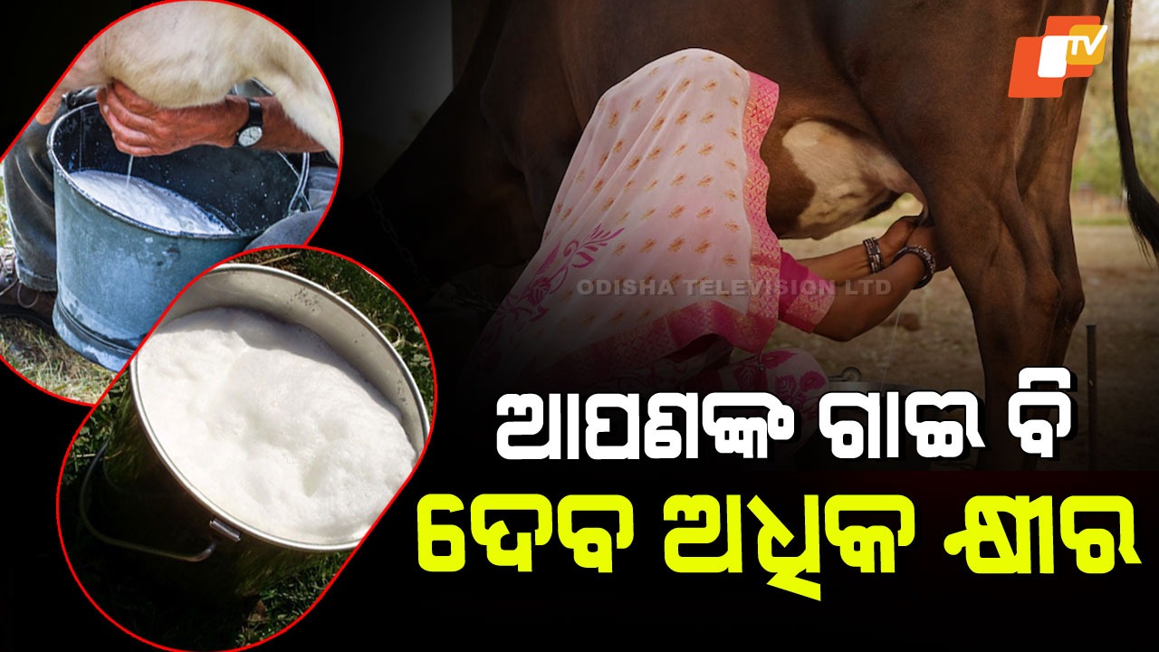 Animal Care Tips:  ଆପଣଙ୍କ ଗାଈ କିମ୍ବା ମଇଁଷି କମ କ୍ଷୀର ଦେଉଛି କି… ଏମିତି କରନ୍ତୁ, ବାଲ୍ଟି ପୂରିଯିବ