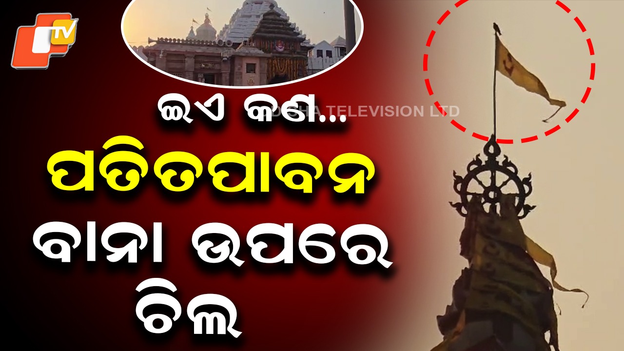 Kite Sits On Patitapabana Bana: ଶ୍ରୀମନ୍ଦିର ପତିତପାବନ ବାନା ଉପରେ ବସିଲା ଚିଲ; ଶୁଭ କି ଅଶୁଭ ଲାଗିଲା ଚର୍ଚ୍ଚା