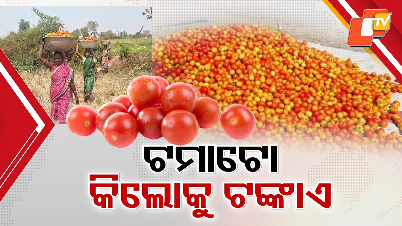 Tomato Prices Collapse: ଟମାଟୋର ଘୋର ଅଭାବୀ ବିକ୍ରି, ଟଙ୍କାକରେ ବେପାରୀଙ୍କୁ ଟମାଟୋ ବିକୁଛନ୍ତି ଚାଷୀ