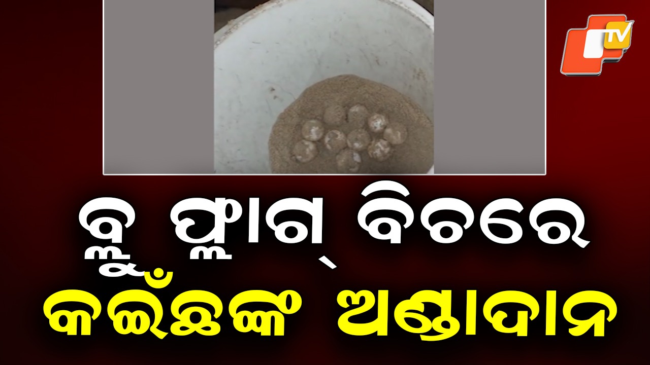 Olive Ridley Turtle: ବ୍ଲୁ ଫ୍ଲାଗ୍ ବିଚରେ ଅଲିଭ ରିଡଲେ, ଦେଲା ୧୧୪ଟି ଅଣ୍ଡା