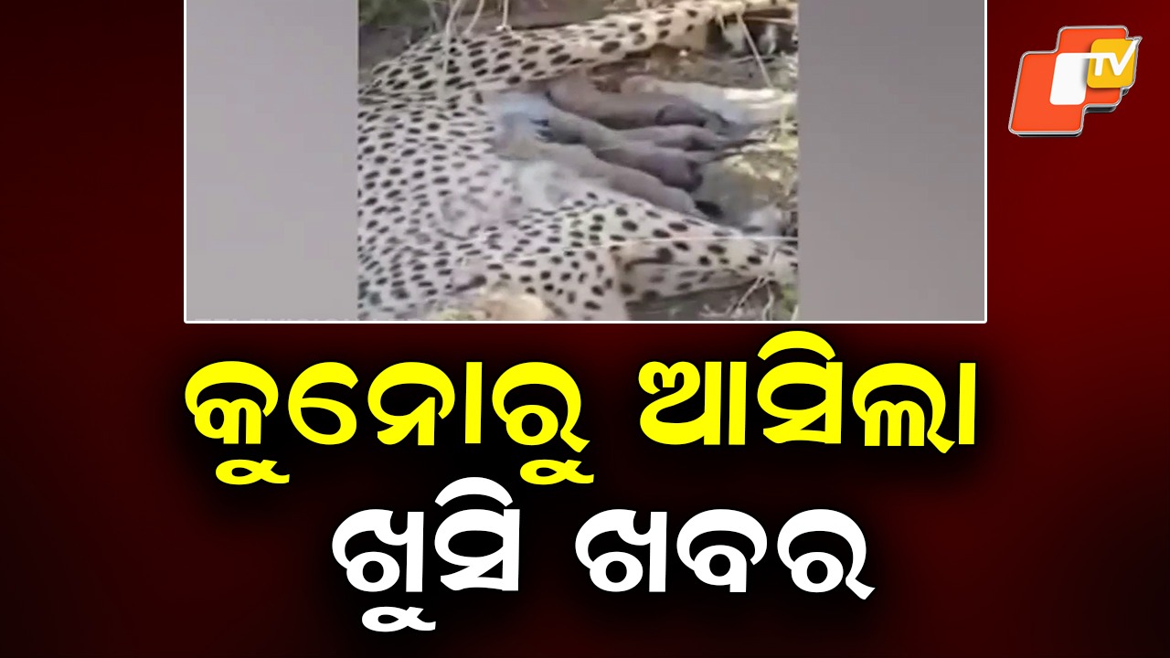 Project Cheetah Milestone: ପ୍ରୋଜେକ୍ଟ ଚିତାକୁ ପୁଣି ବଡ଼ ସଫଳତା, ଦେଶରେ ଚିତା ସଂଖ୍ୟା ୫୩କୁ ବୃଦ୍ଧି