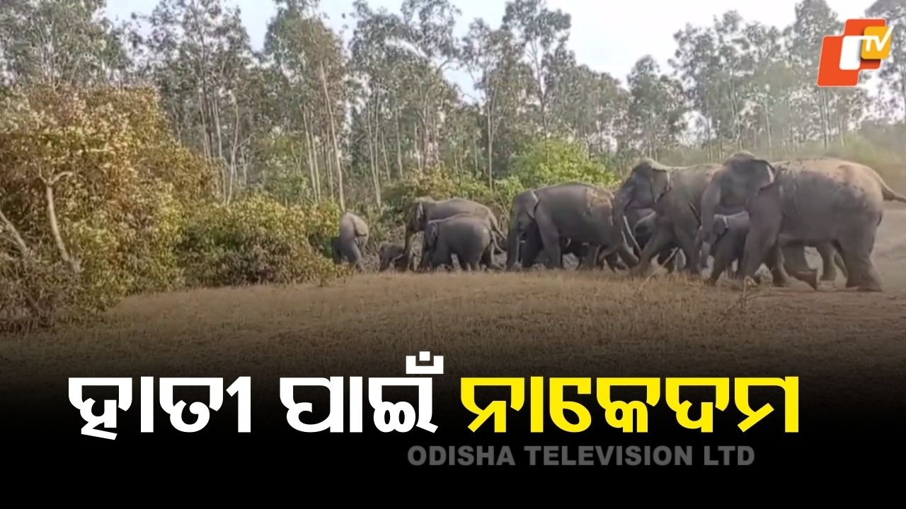 Elephant Herd Returns to Jharkhand: ଲେଉଟିଲେ ହାତୀ ପଲ, ନାକେଦମ ବନ ବିଭାଗ