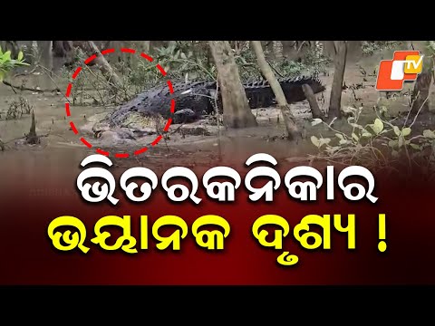 Horrifying Scene in Bhitarkanika: ଭିତରକନିକାର ଭୟାନକ ଦୃଶ୍ୟ !