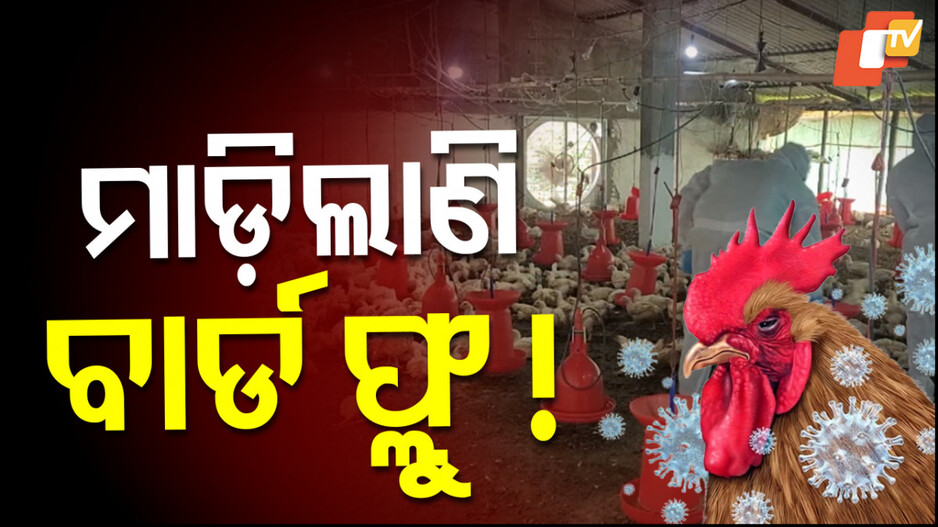 ଭୟ ବଢ଼ାଇଲା ବାର୍ଡ ଫ୍ଲୁ, ଗୋଟିଏ ଦିନରେ ମଲେ ସାଢ଼େ ୩ ହଜାର କୁକୁଡ଼ା