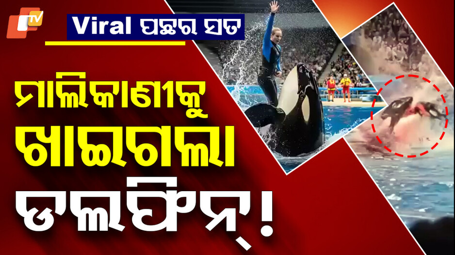 Viral Video: ସୁଇମିଂ ପୁଲରେ ବହିଲା ରକ୍ତର ବନ୍ୟା, ମାଲିକାଣୀକୁ ଖାଇଗଲା ଡଲଫିନ୍ ?