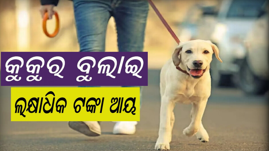 Dog Walker: ମାସକୁ ୪.୫ ଲକ୍ଷ ଟଙ୍କା ରୋଜଗାର, MBBS ଓ MBA ଡିଗ୍ରୀଧାରୀଙ୍କ ଦରମା ଠାରୁ ବି ଅଧିକ