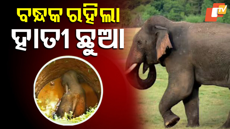 Elephant: ଏହା କି ମାନବିକତା? ଦାବି ପୂରଣ ପାଇଁ ନିରୀହ ହାତୀକୁ ୧୪ ଘଣ୍ଟା ଧରି ରଖିଲେ ବନ୍ଧକ