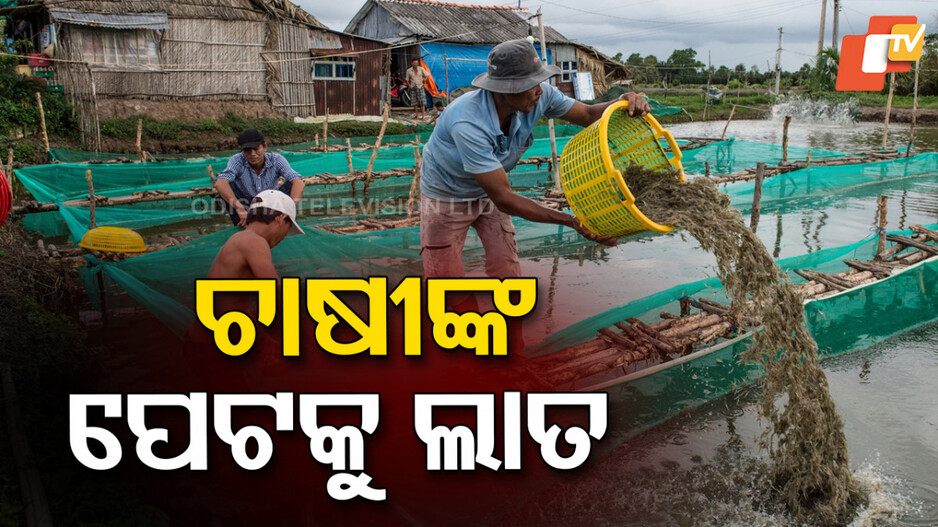 Shrimp Farmers: ଟ୍ରମ୍ପଙ୍କ ଟାରିଫ କାରଣରୁ ଭାରତୀୟ ଚିଙ୍ଗୁଡ଼ି ଚାଷୀ ବରବାଦ, ବ୍ୟବସାୟ ବଦଳାଇବା ପାଇଁ ବାଧ୍ୟ