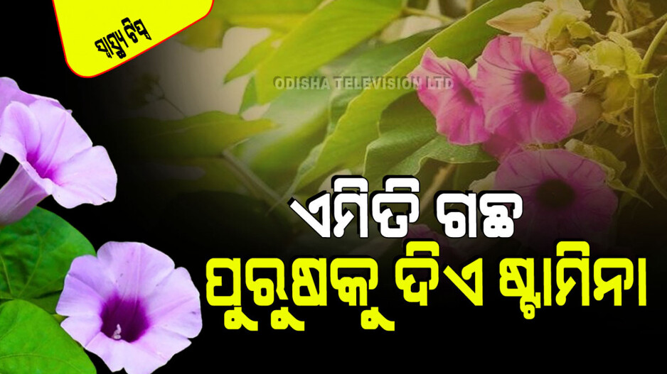 Health Benefits: ଭାରି ଉପକାରୀ ଏହି ଗଛ; ପୁରୁଷର ସ୍ପର୍ମ କାଉଣ୍ଟକୁ ବଢାଏ, ନାରୀକୁ ସୌନ୍ଦର୍ଯ୍ୟ ଦିଏ