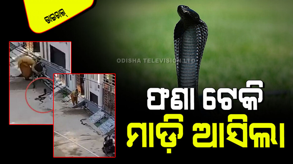 Viral Video: ଘର ସାମ୍ନାକୁ ଆସିଗଲା କଳା ନାଗ; ଚାଲିଲା ସାପ-ଆଣ୍ଟିଙ୍କ ସଂଘର୍ଷ