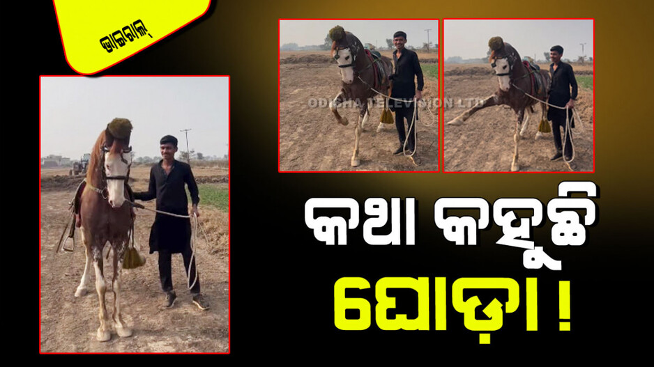 Viral Video: ଅଜବ ଘୋଡ଼ା; ମଣିଷ ସହ ହେଉଛି କଥା… ପଚାରିଲେ ଦେଉଛି ଉତ୍ତର