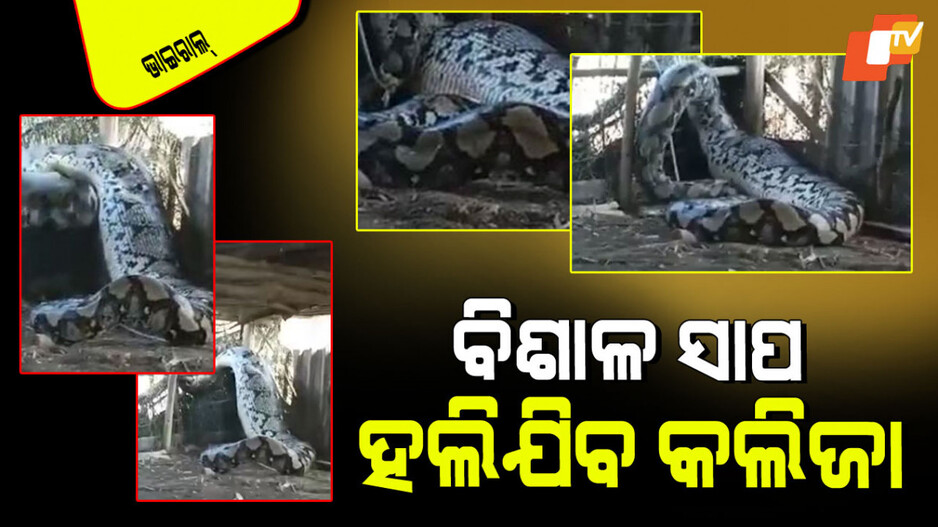 Viral Video: ଗାଁରେ ପଶିଲା ବିରାଟକାୟ ସାପ; ଏକାବେଳେ ଗିଳିଦେବ ୫-୬ ମଣିଷ