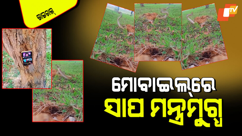 Viral Video: ମୋବାଇଲ୍‌ରୁ ମ୍ୟୁଜିକ୍ ଶୁଣି ଗାତ ଭିତରୁ ଧଡାସ୍ କି ବାହାରି ଆସିଲା ସାପ