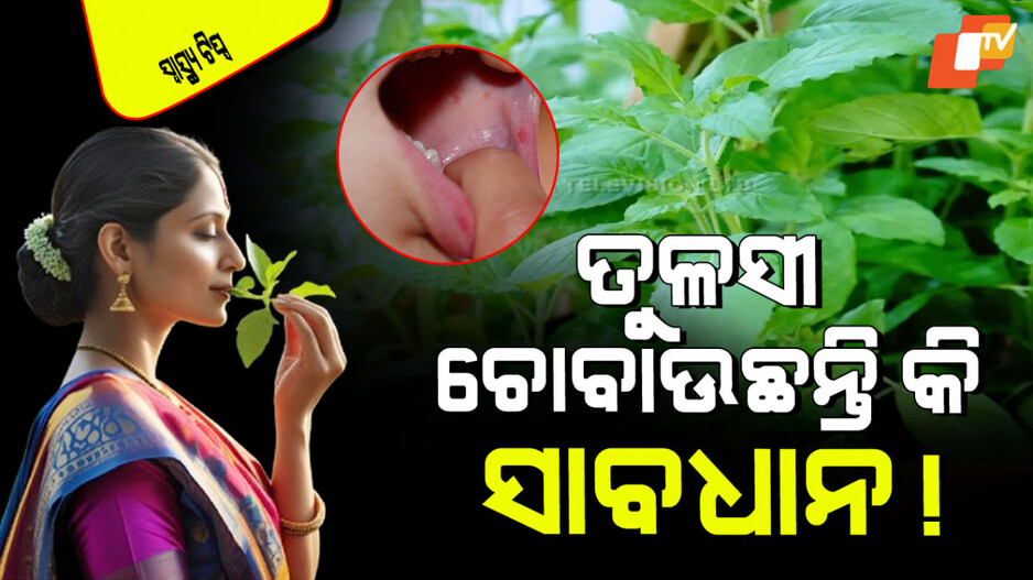 Health Tips: ଆପଣ ତୁଳସୀ ପତ୍ରକୁ ଚୋବାଇ ଖାଉଛନ୍ତି କି… ସାବଧାନ! ପାଟି ହେଇଯିବ ଘା’