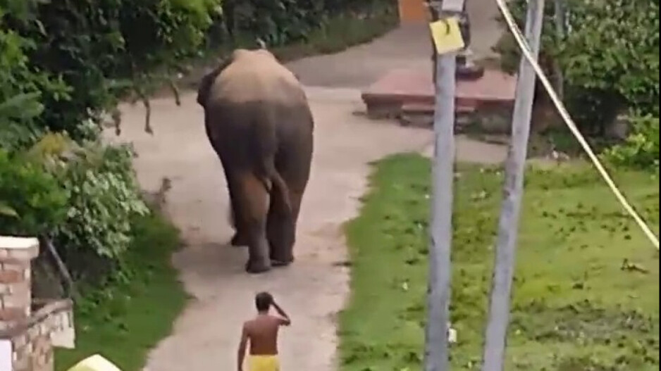 Elephant Roaming: ଗାଁ ଦାଣ୍ଡରେ ବୁଲୁଛି ହାତୀ, ଲୋକେ ଆତଙ୍କିତ