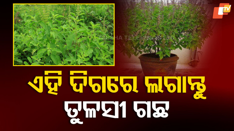 Tulsi Plant: ଏହି ଦିଗରେ ଲଗାନ୍ତୁ ତୁଳସୀ ଗଛ, ଘରକୁ ଆସିବ ସୁଖ ସମୃଦ୍ଧି