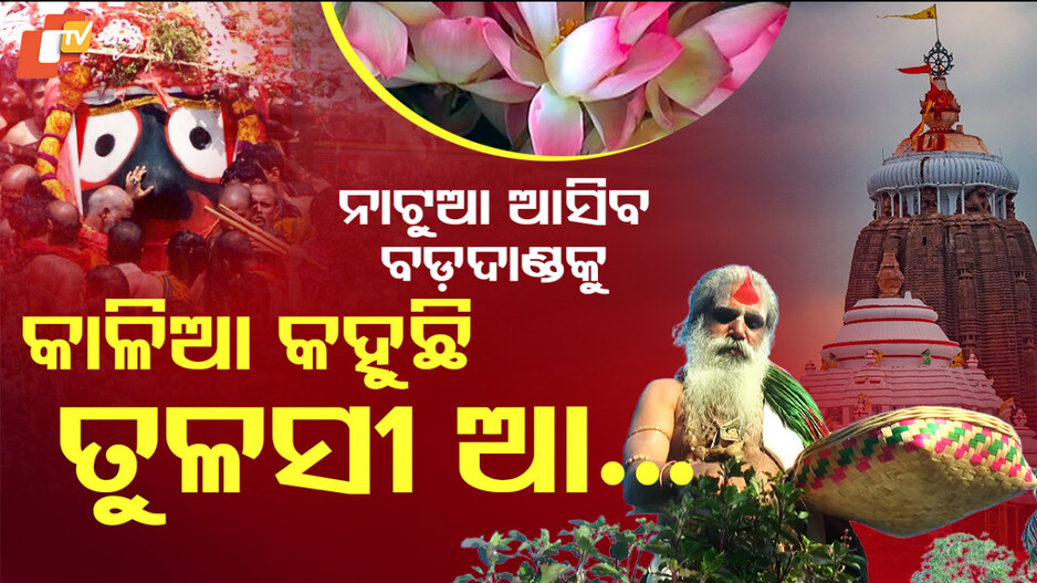 Tulasi Tradition Puri: ସଜେଇ ହେବ କାଳିଆ, ଦାସିଆ ପୀଠରୁ ଆସିବ ତୁଳସୀ