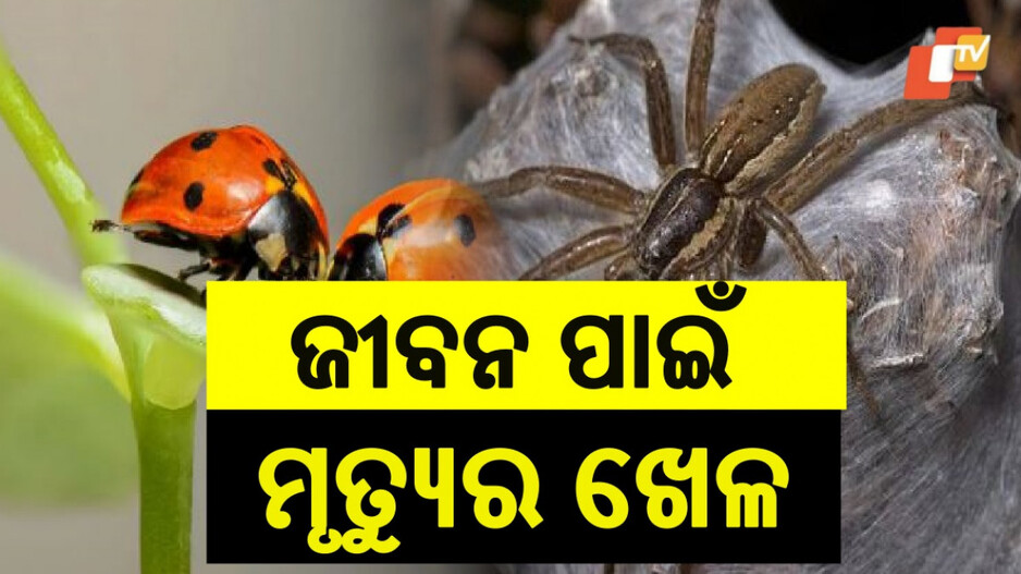 Playing Dead: ମୃତ୍ୟୁର ଅଭିନୟ କରନ୍ତି ଏହି ପଶୁପକ୍ଷୀ କୀଟପତଙ୍ଗ, କେତେବେଳେ ଆଦର ପାଇଁ ତ କେତେବେଳେ...