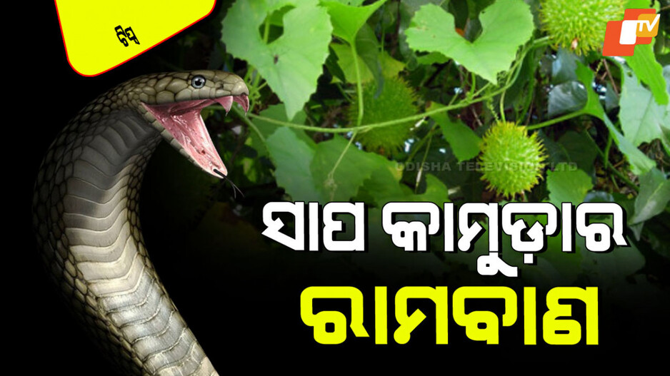 Tips and Tricks: ସାପ କାମୁଡି ଦେଲା କି… ଡରନ୍ତୁ ନାହି; ଲଗାନ୍ତୁ ଏହି ପତ୍ର, ୫ ମିନିଟ୍‌ରେ କାମ ଦେବ
