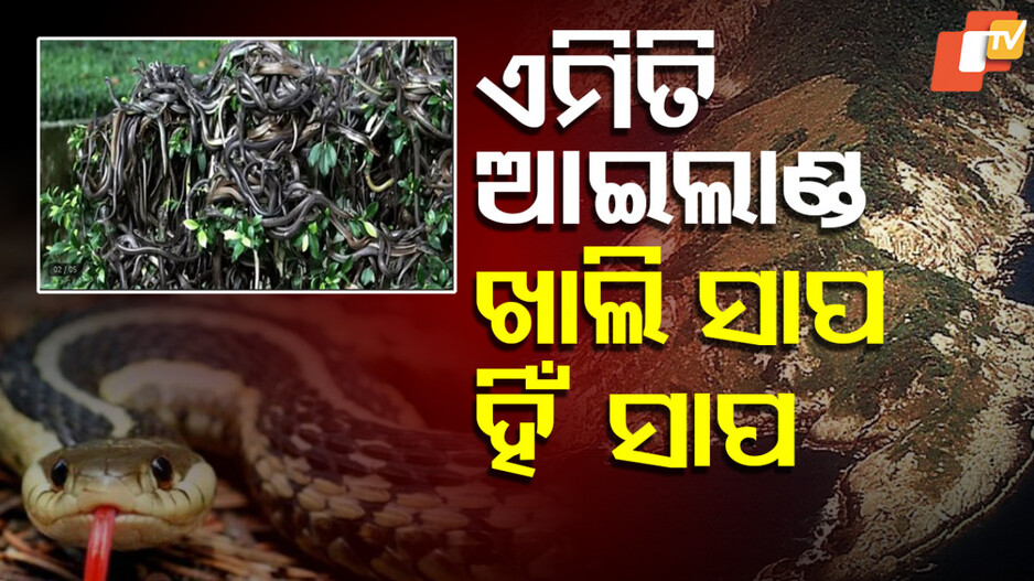 Snake Island: ଏଠି ପକ୍ଷୀ ବି ଉଡ଼ିବାକୁ ଡରନ୍ତି, ମଣିଷଙ୍କ ଯିବା ଉପରେ କଟକଣା