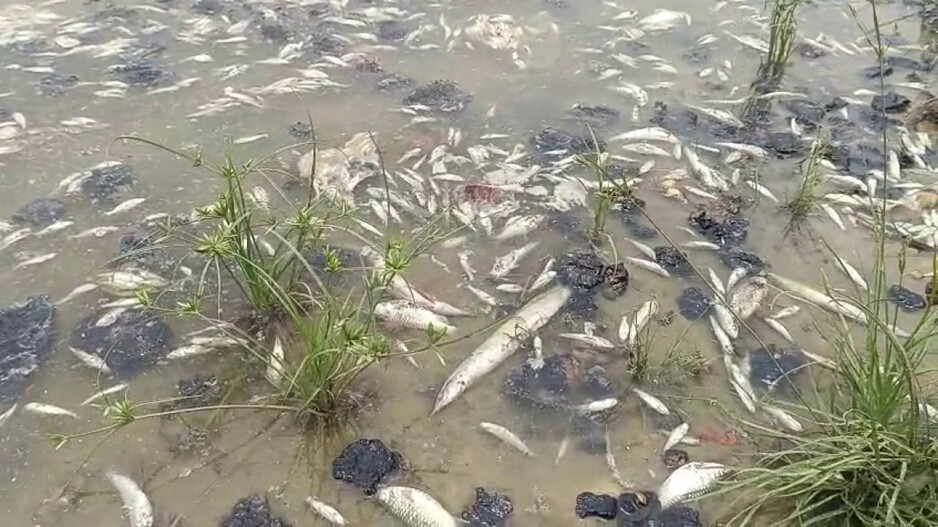 Dead Fish Floating: ଗାଁ ପୋଖରୀରେ ଭାସୁଛି ଶହ ଶହ ମଲା ମାଛ...ଗନ୍ଧରେ ନାକ ଫାଟିପଡୁଛି