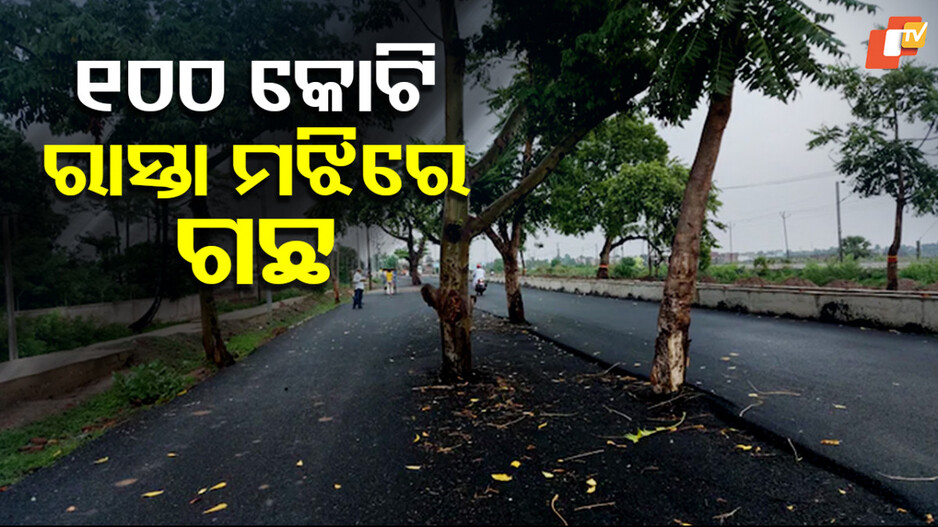 Road Construction: ୧୦୦ କୋଟି ଟଙ୍କାରେ ହେଲା ରାସ୍ତା କାମ, ହେଲେ ରାସ୍ତା ଉପରେ ରହିଗଲା ଗଛ; ଆଶ୍ଚର୍ଯ୍ୟ କରୁଛି...