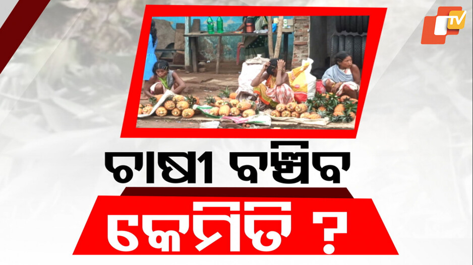 Farmers Hit as Strike Blocks Exports: ବଜାରରେ ପହଞ୍ଚି ପାରୁନି ଡ଼ଙ୍ଗରିଆଙ୍କ ସପୁରୀ ଫସଲ