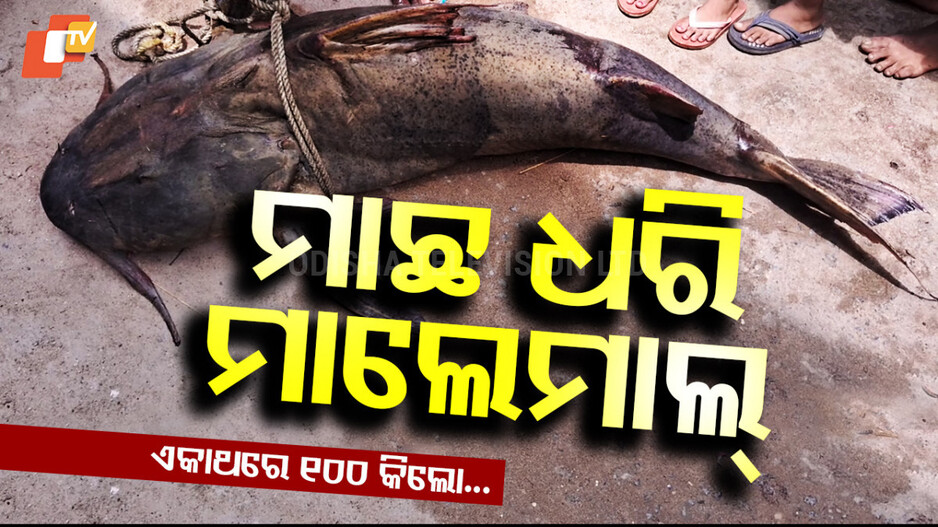 BIG FISH: ମାଛ ଧରି ମାଲେମାଲ୍