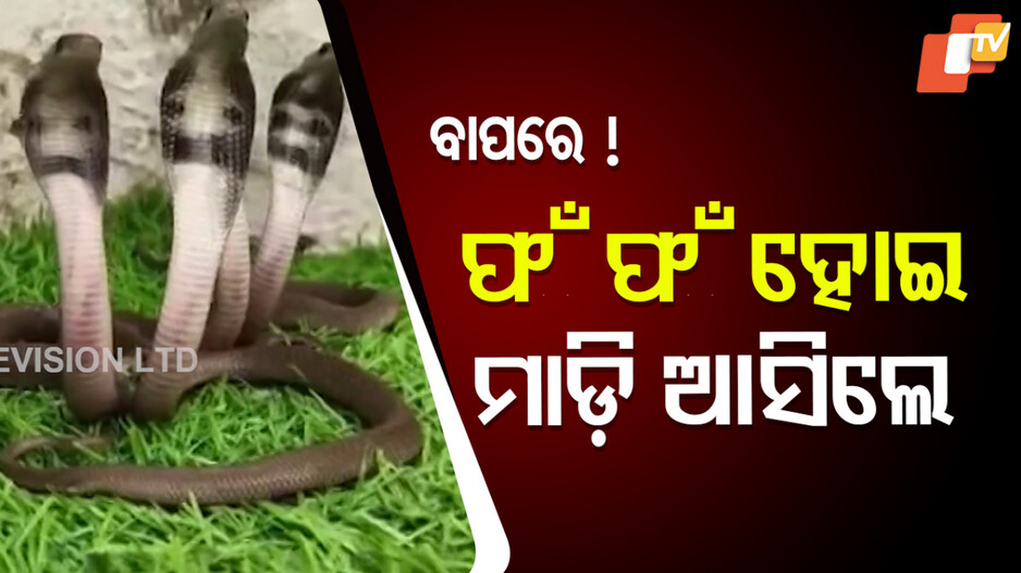 Cobra Roaring: ହୋଟେଲ ଭିତରୁ ଫଁ ଫଁ ହୋଇ ମାଡ଼ି ଆସିଲେ...ଭୟରେ ଥରିଲେ ସାପ ଧରାଳି