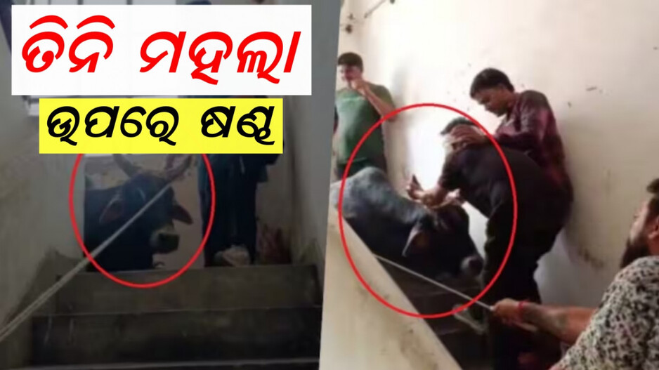 Viral Video: ଥାନାର ତୃତୀୟ ମହଲାରେ ଫସିଗଲା ଷଣ୍ଢ, ନାକେଦମ ପୋଲିସ...ଭାଇରାଲ ହେଲା ଭିଡିଓ