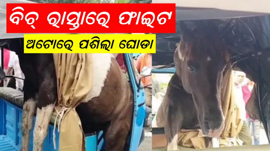 Horses Fight: ଅଟୋରେ ୨୦ ମିନିଟ ଧରି ଫସିରହିଲା ଘୋଡା, ଭିଡିଓ ଭାଇରାଲ